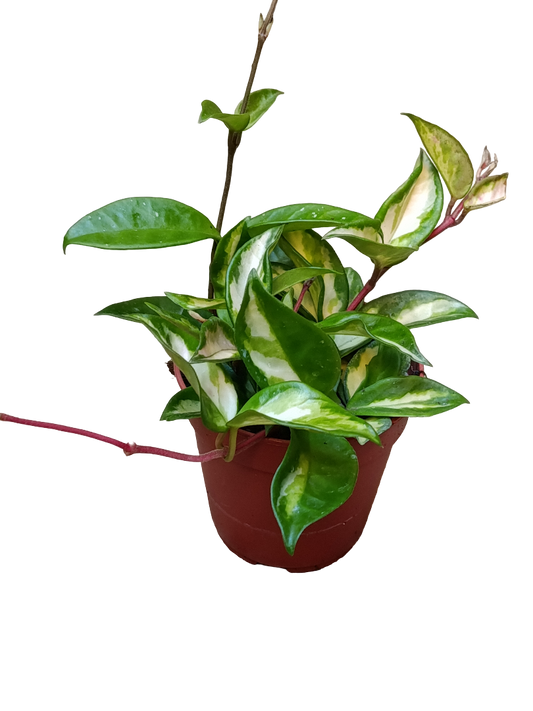 Hoya Carnosa Tricolor Ø12 Flor De Cera Planta Colgante_0