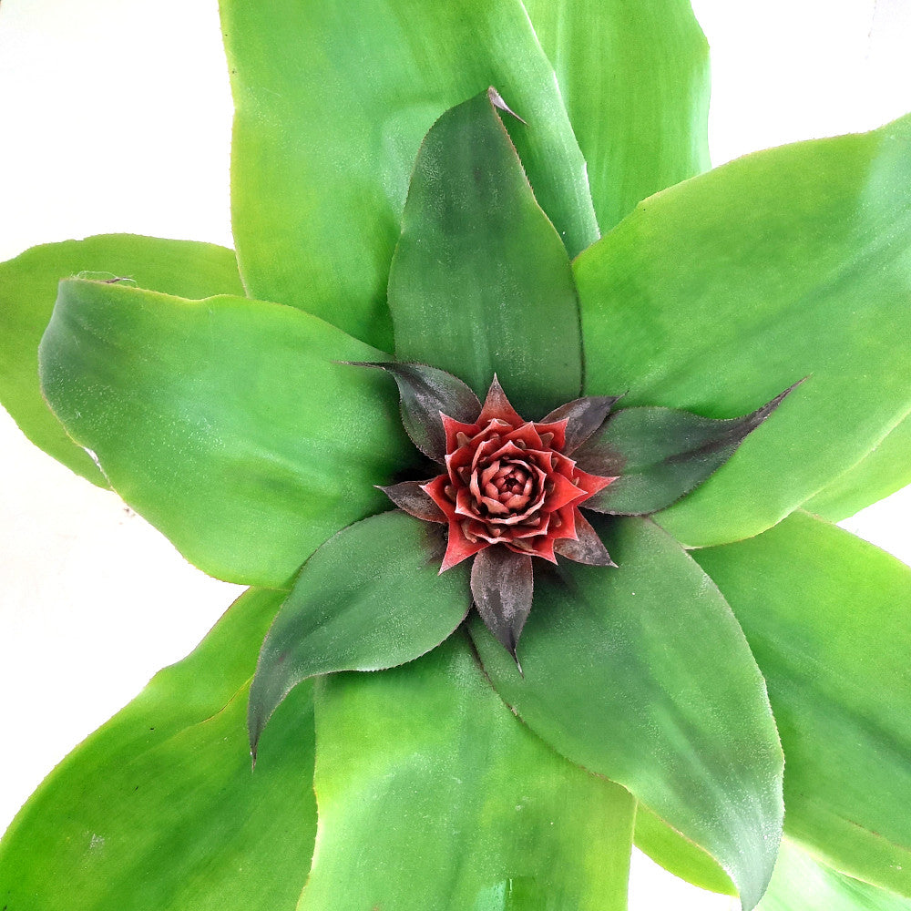 Aechmea Tayoensis M15 40cm_0