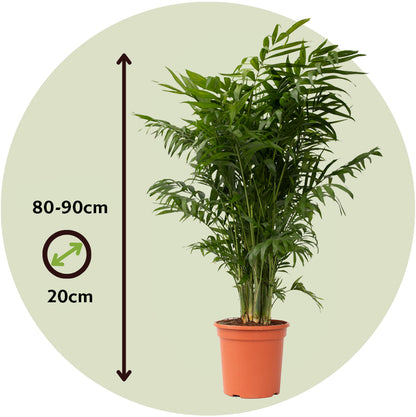 Pacaya - Palmera De Salón - 2 Pzs - Chamaedorea - Altura 80-90cm - ⌀20cm_2