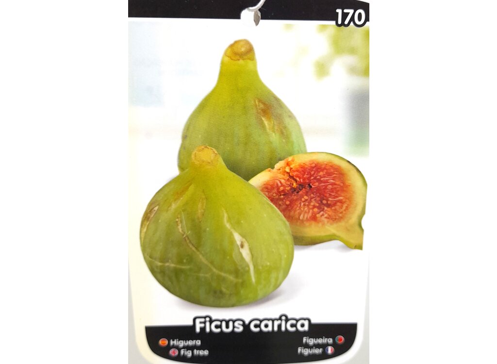 Higuera Verdal M25 110-130cm