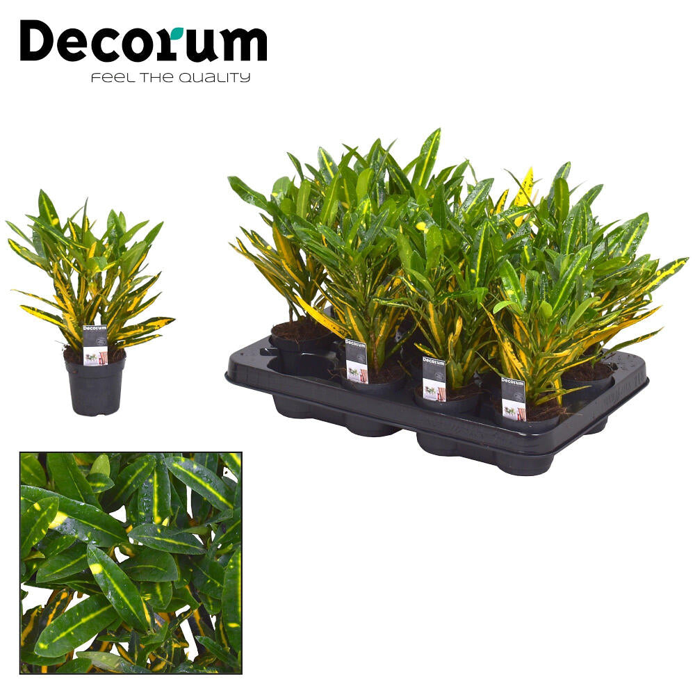 Croton Sunny Star M8