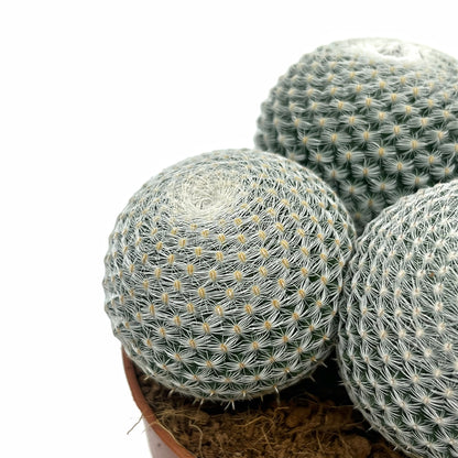 Mammillaria Haageana Subs. Elegans Cactus Y Suculentas M8,5 Ø