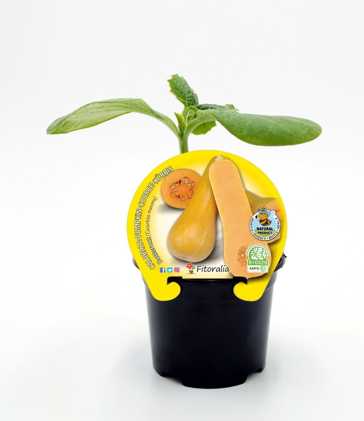 Plantón calabaza Butternut en maceta 10,5 cm. natural - Fitoralia_0
