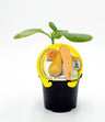Plantón calabaza Butternut en maceta 10,5 cm. natural - Fitoralia