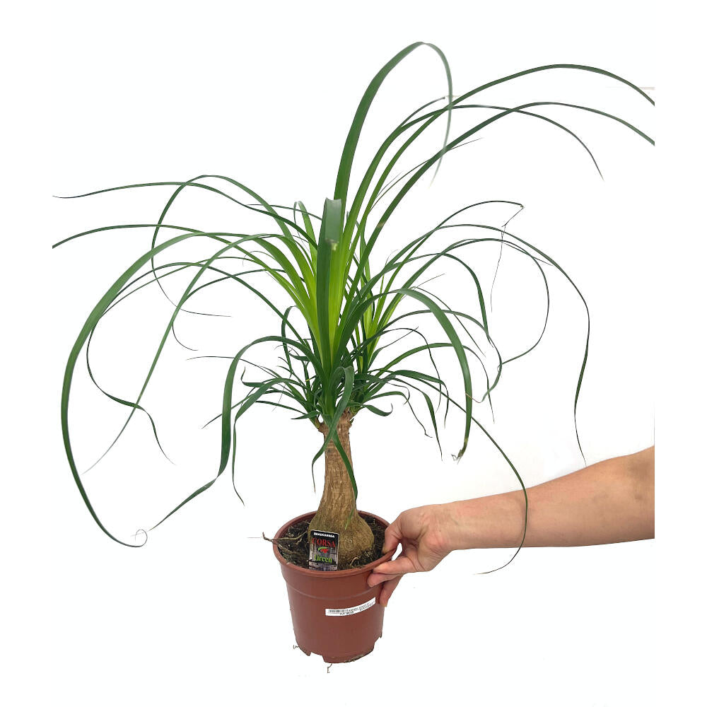 Beaucarnea Recurvata M14 40cm (pata De Elefante O Nolina)_0
