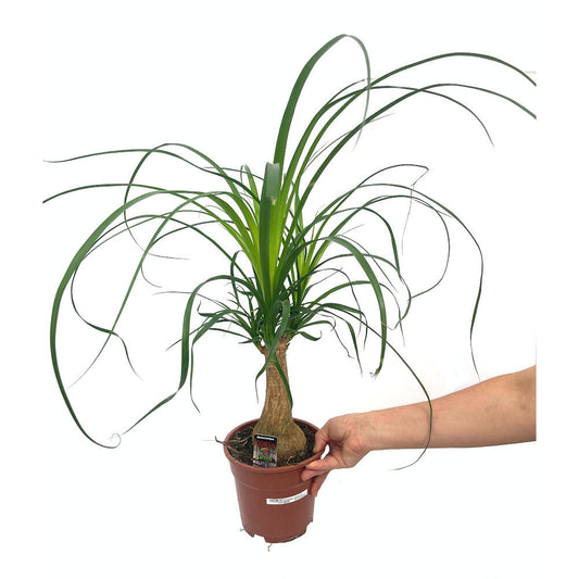 Beaucarnea Recurvata M14 40cm (pata De Elefante O Nolina)_0
