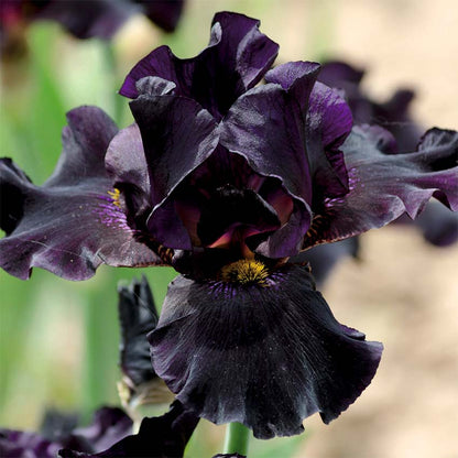 Lirio Negro - Iris Louisiana - Set De 4 Con Cesta_2