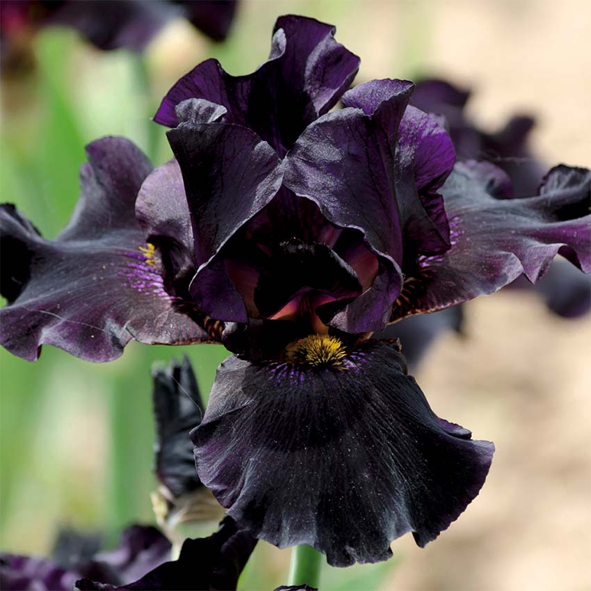Lirio Negro - Iris Louisiana - 12 Plantas_2