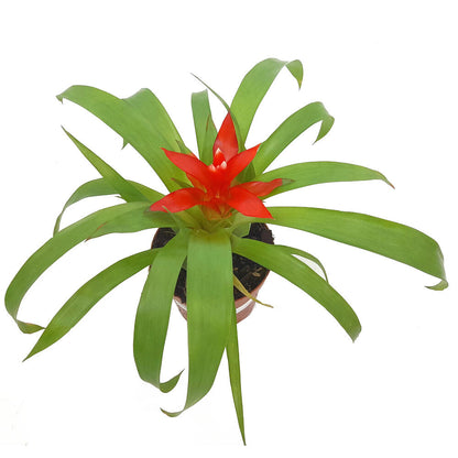 Guzmania Variada M9 20cm