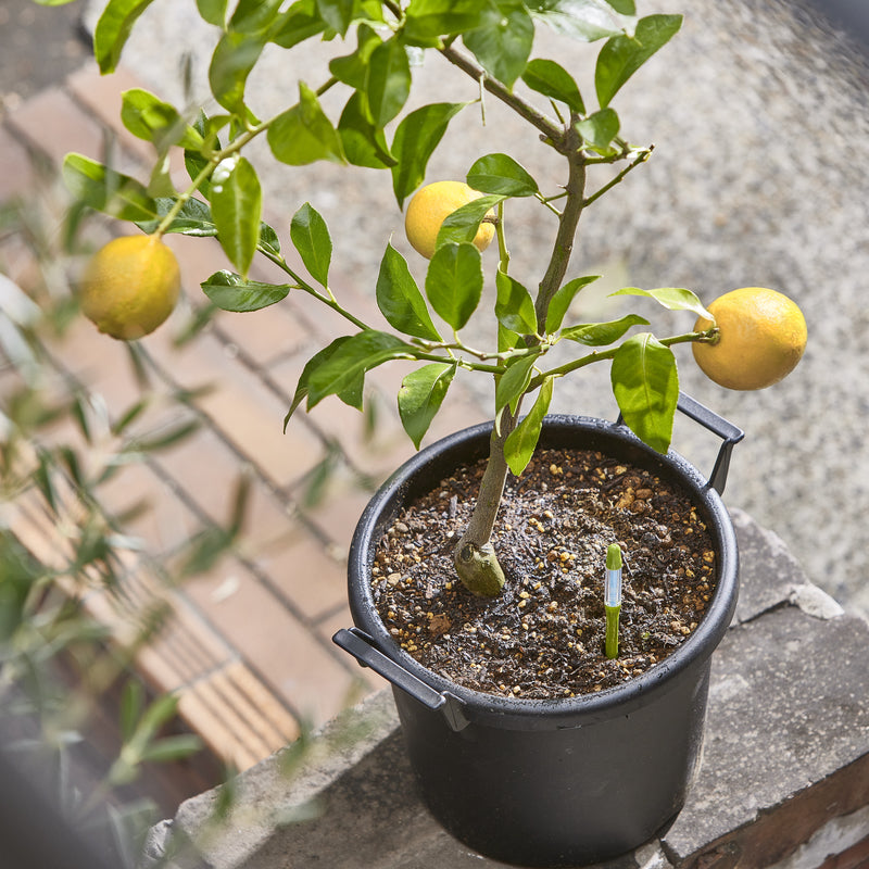 Pack De 3 Medidores De Humedad Para Plantas Sus.tee Verde – S –_1