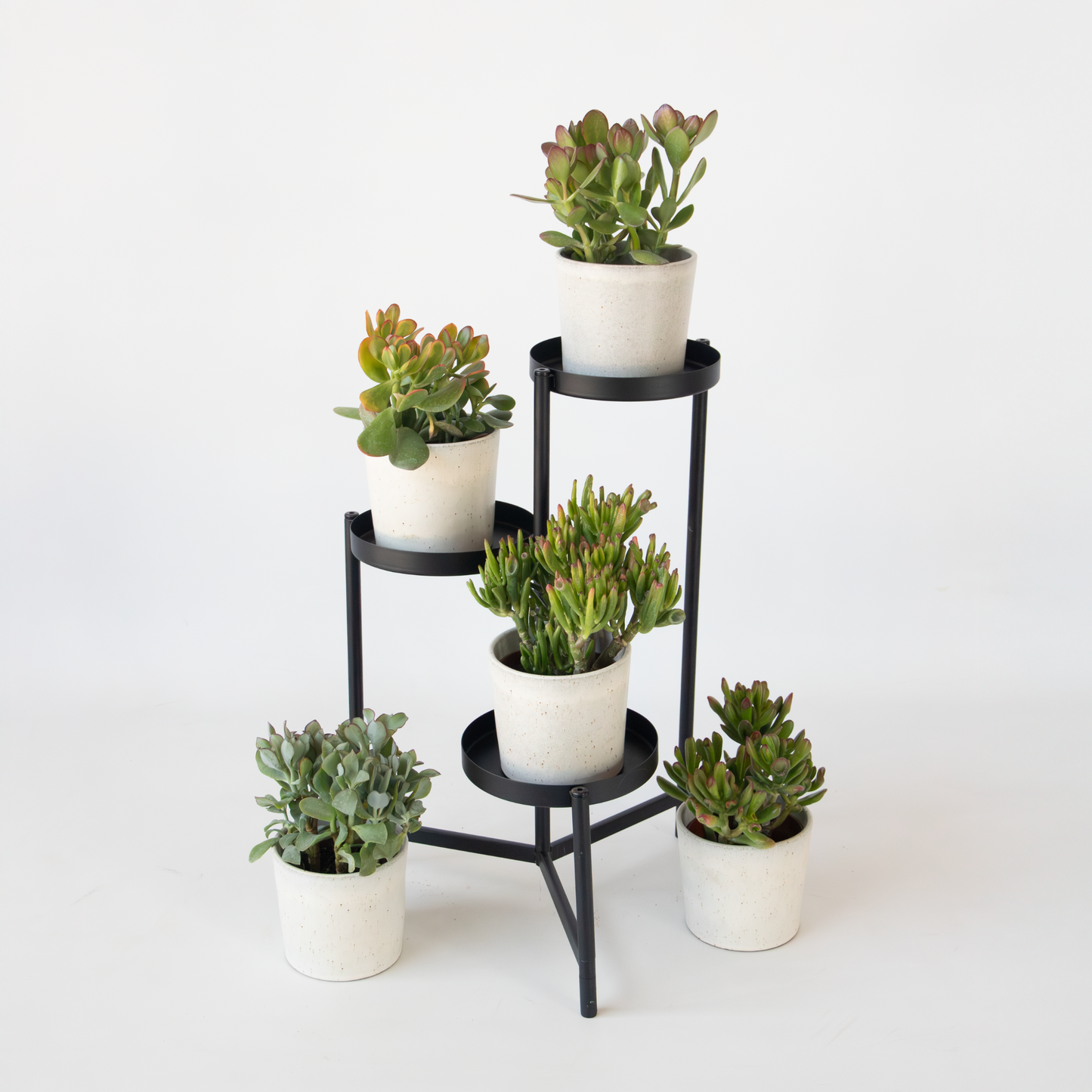 Árbol Del Dinero - Mix 5 Crassula Ovata - Alt. 10-25 Cm - Maceta 12 Cm