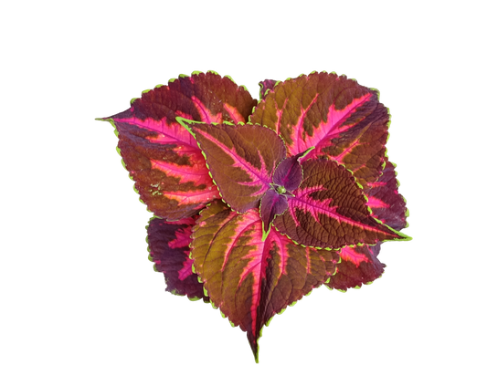 Coleo Kong Rose Planta Natural De Interior Con Hojas De Colores_0
