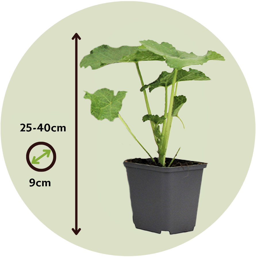 Malva De La Reina - 3 Pzs - Alcea Rosea - Altura 25-40cm - ⌀9cm_2