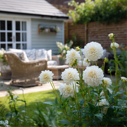 Tubérculos De Dalia - 3 Pzs - Dahlia 'boom Boom White' - Blanco_4
