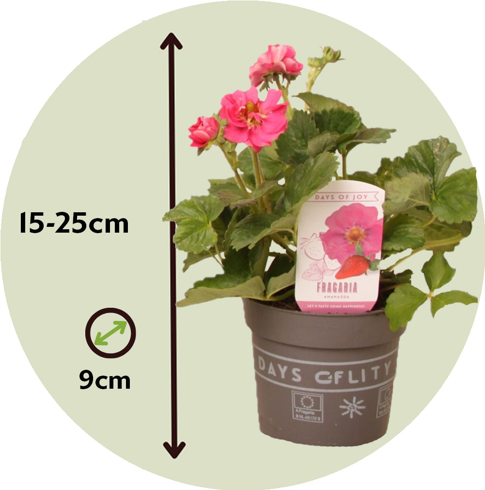 Planta De Fresa - 6 Pzs - Fragaria 'summer Breeze' - Altura 15-25cm - ⌀105cm_2