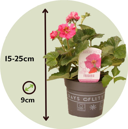 Planta De Fresa - 6 Pzs - Fragaria 'summer Breeze' - Altura 15-25cm - ⌀105cm_2