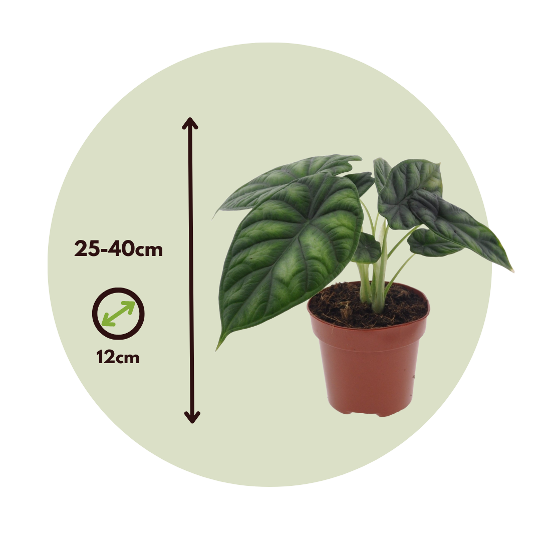 Alocasia Escama De Dragón - Alocasia 'dragon Scale' - Altura 30-40cm - ⌀12cm_2