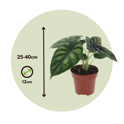 Alocasia Escama De Dragón - Alocasia 'dragon Scale' - Altura 30-40cm - ⌀12cm_2