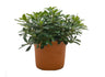 Pittosporum Tobira Nana M24 50cm