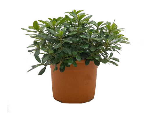 Pittosporum Tobira Nana M24 50cm_0
