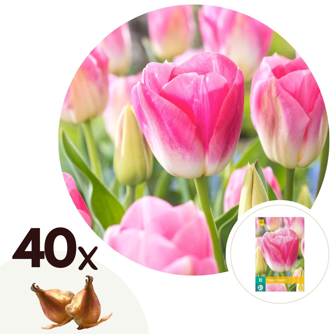 Bulbos De Tulipán - 40 Pzs - Tulipa 'dynasty' - Bulbos De Flores - Rosa_0
