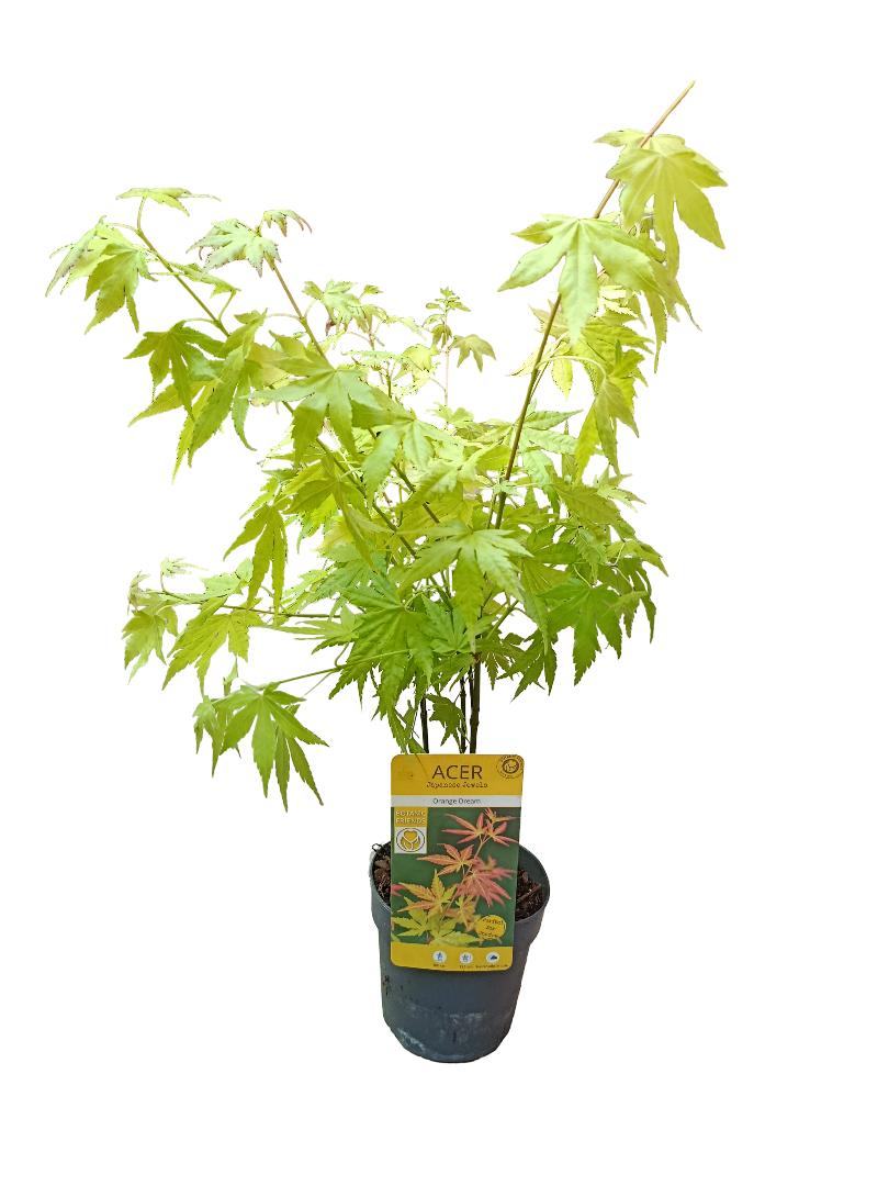 Acer Palmatum Orange Dream Ø10 Arbol Para Hacer Bonsai_0