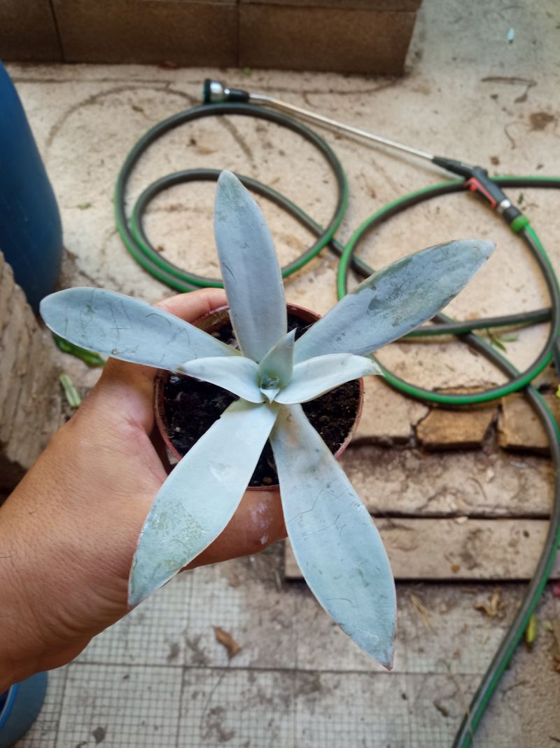 Echeveria Cante Planta Suculenta Ø8_0