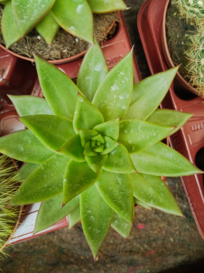 Echeveria Agavoides Grande Ø13 Planta Suculenta_0