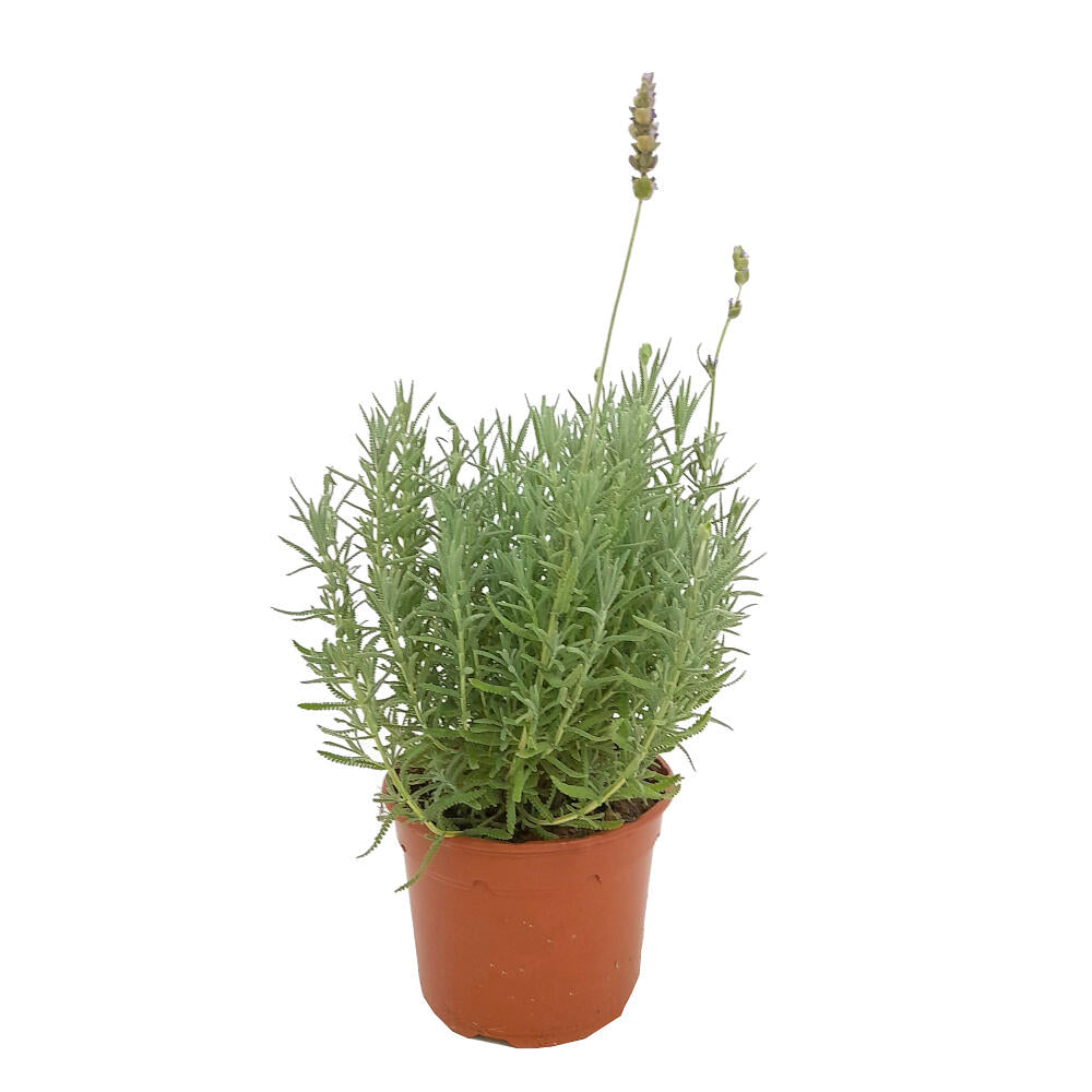 Lavanda Dentata M17 25cm_0