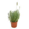 Lavanda Dentata M17 25cm