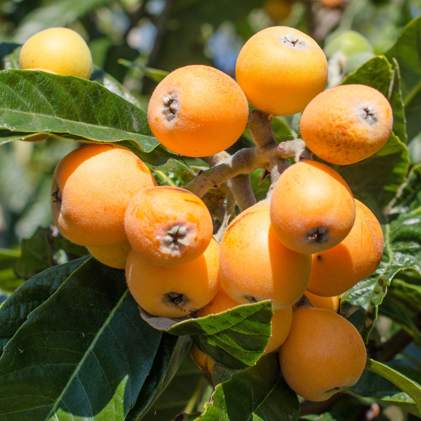 Níspero - Árbol Frutal - Altura Aprox. 120