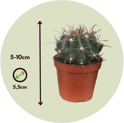 Cactaceae - 6 Pzs - Cactus - Altura 5-10cm - ⌀55cm