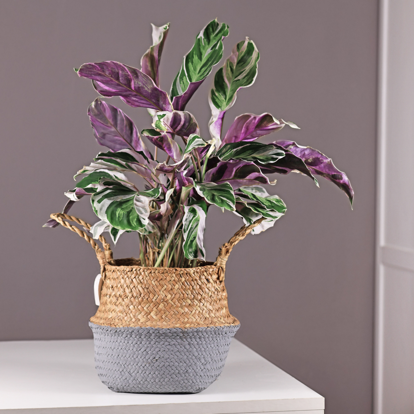 Goeppertia Lietzei - Calathea 'white Fusion' - Altura 30-40cm - ⌀14cm_1