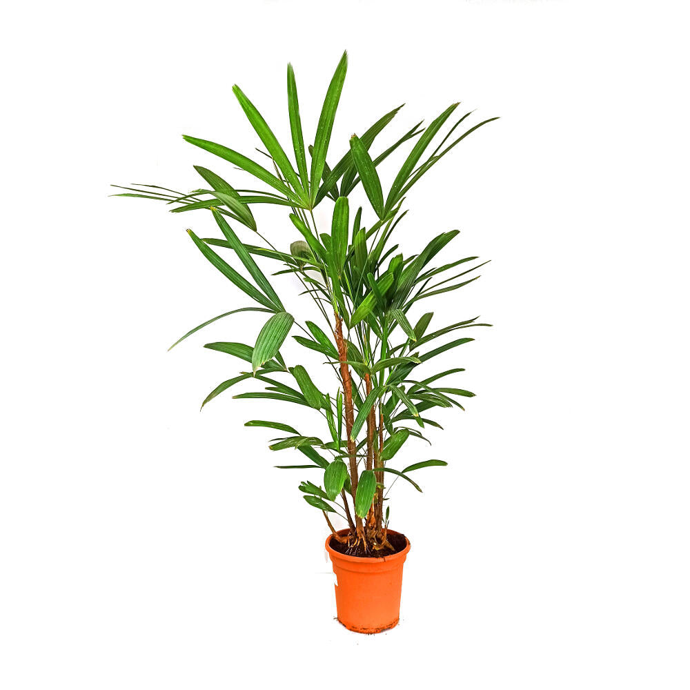 Raphis Excelsa En Grupo M24 150cm