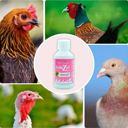 SoluZol 1L – Complemento nutricional natural para gallinas y aves – Apoyo digestivo y bienestar intestinal– 100% vegetal_4