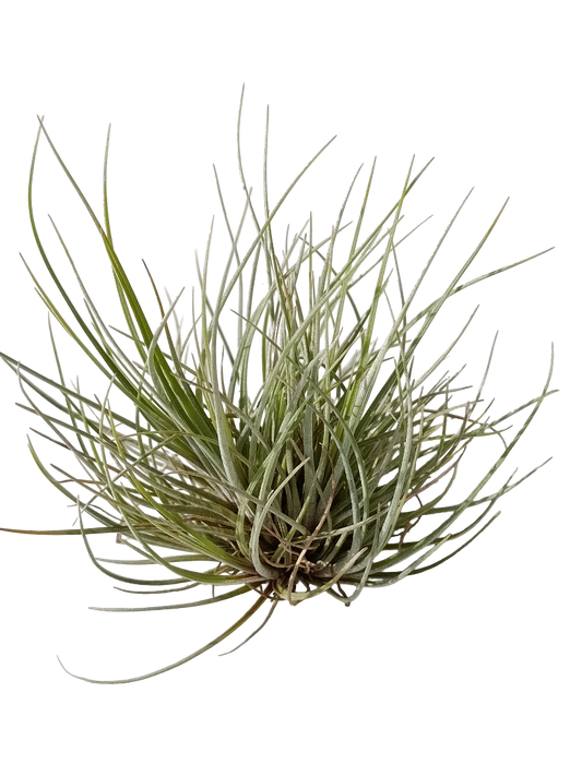 Tillandsia Batrami Mini Clumb Planta Natural Clavel Del Aire_0