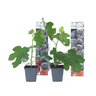 Higuera - 2 Pzs - Ficus Carica 'brown Turkey' - Altura 25-40cm - ⌀9cm