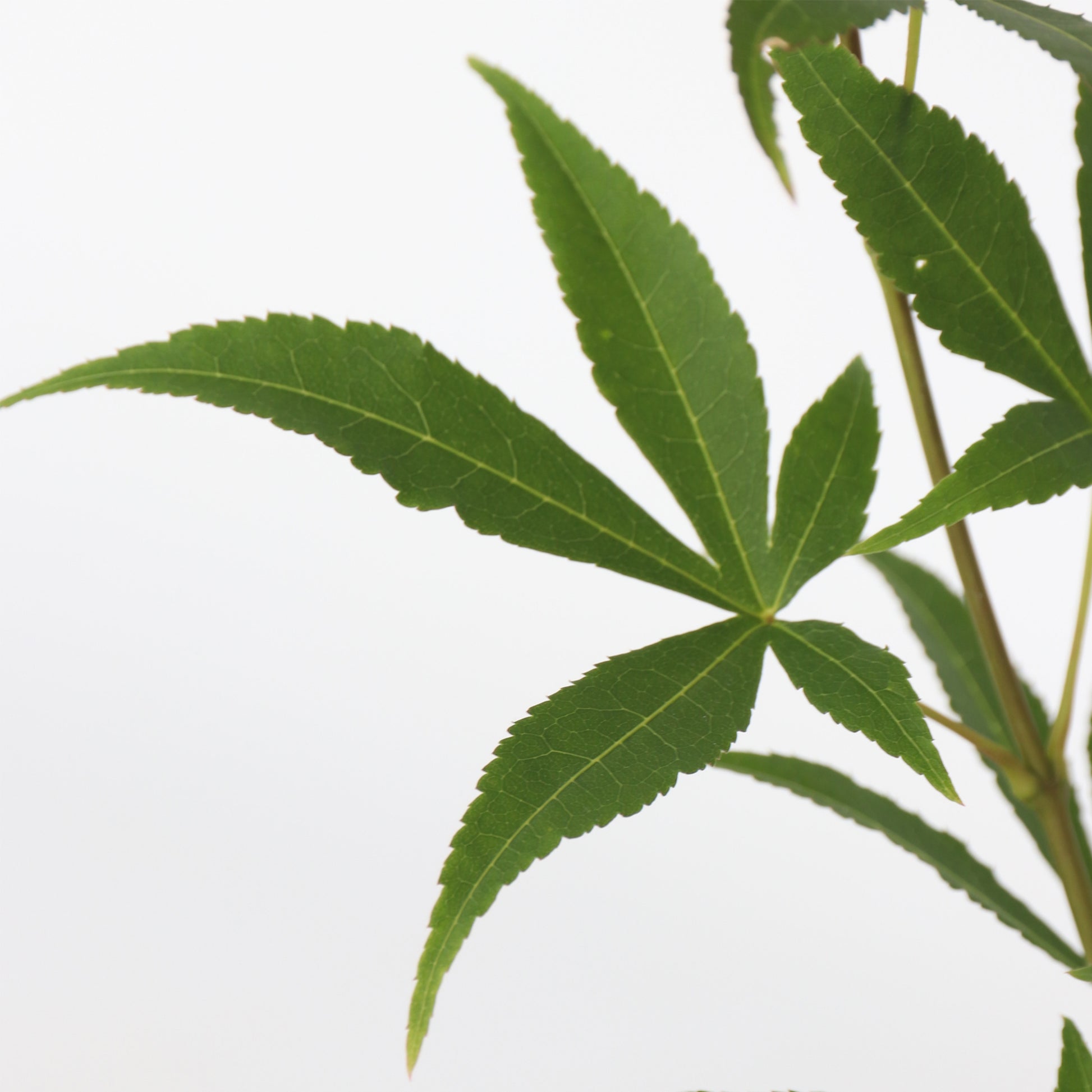 Arce Japonés - 2 Pzs - Acer Palmatum 'ukigumo' - Altura 50-60cm - ⌀19cm