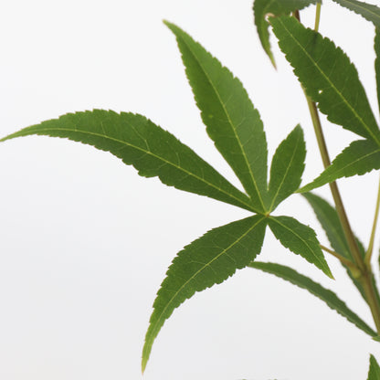 Arce Japonés - 2 Pzs - Acer Palmatum 'ukigumo' - Altura 50-60cm - ⌀19cm