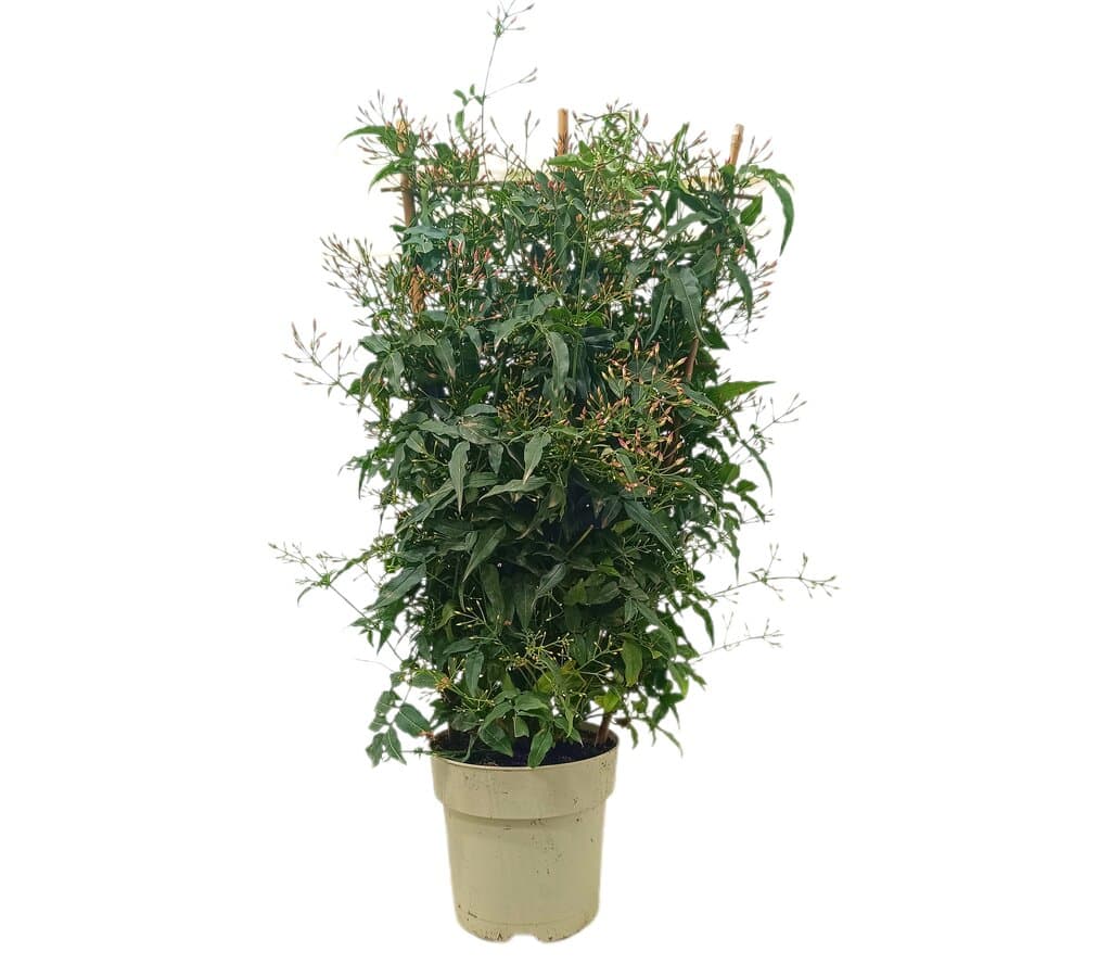 Jazmin Polyanthum Espaldera M17 80cm_0