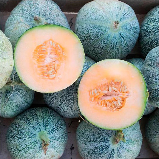 Semillas Melón Petit Gris De Rennes Ecológicas Biodinámicas Demeter_0