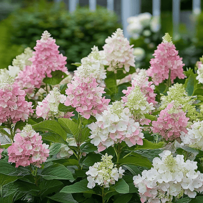 Hortensia - 2 Pzs - Hydrangea Paniculata 'pinky Winky' - Altura 25-40cm - ⌀19cm