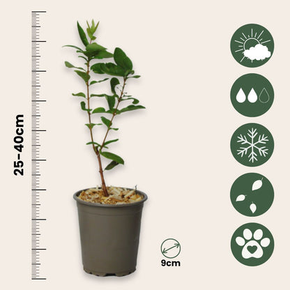 Madreselva Azul - 6 Pzs - Lonicera Kamtchatica - Altura 25-40cm - ⌀9cm_2