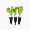Plantón Lechuga Batavia 3 Unidades - PlantaBo