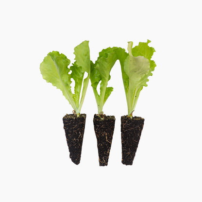 Plantón Lechuga Batavia - Plantabo 3 Unidades_0