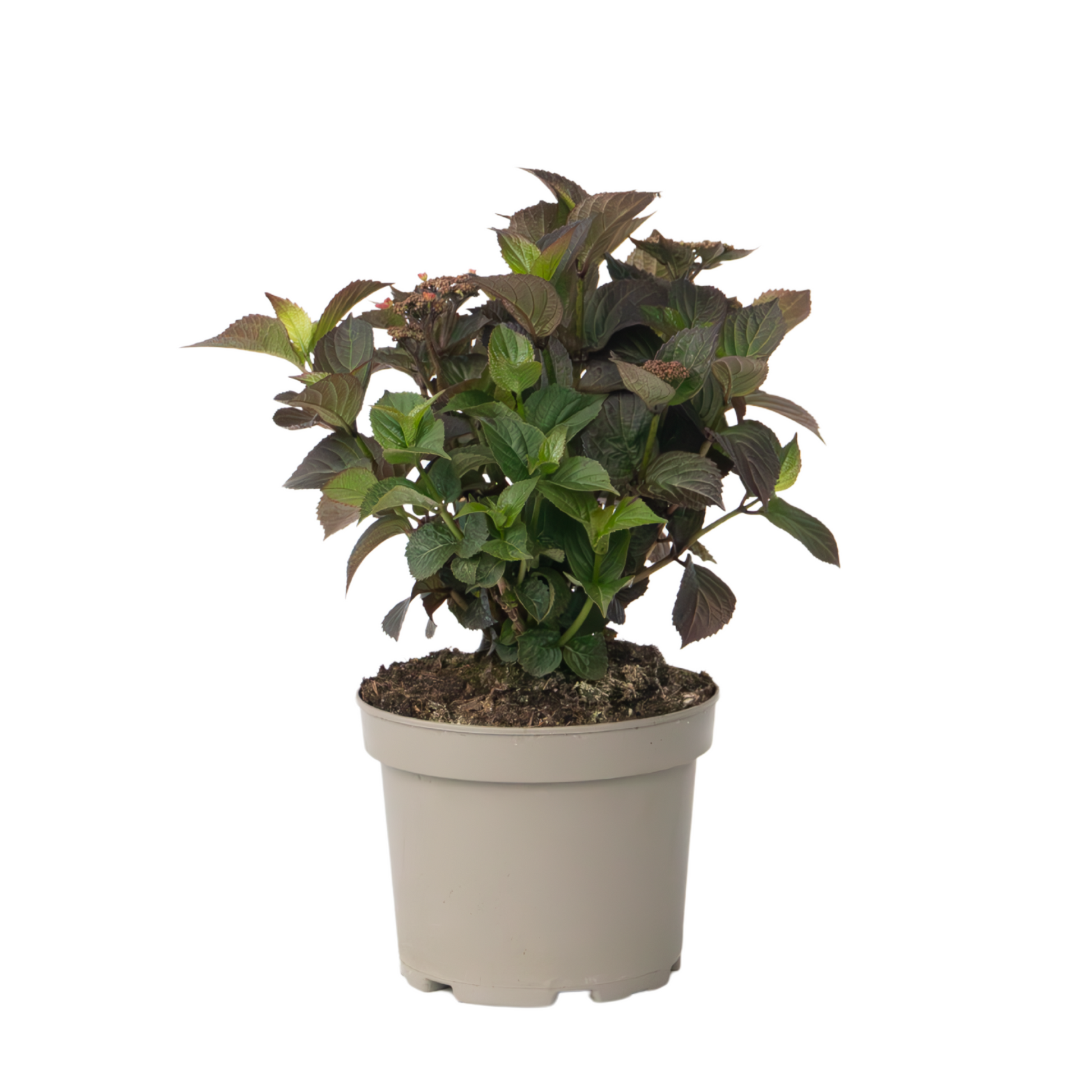 Hortensia - Hydrangea Paniculata 'dare Devil' - Altura 25-40cm - ⌀19cm