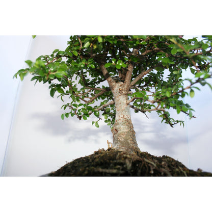 Bonsái Zelkova parvifolia 5 años - OLMO CHINO