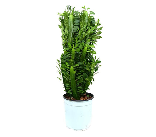 Euphorbia Trigona M19 60cm_0