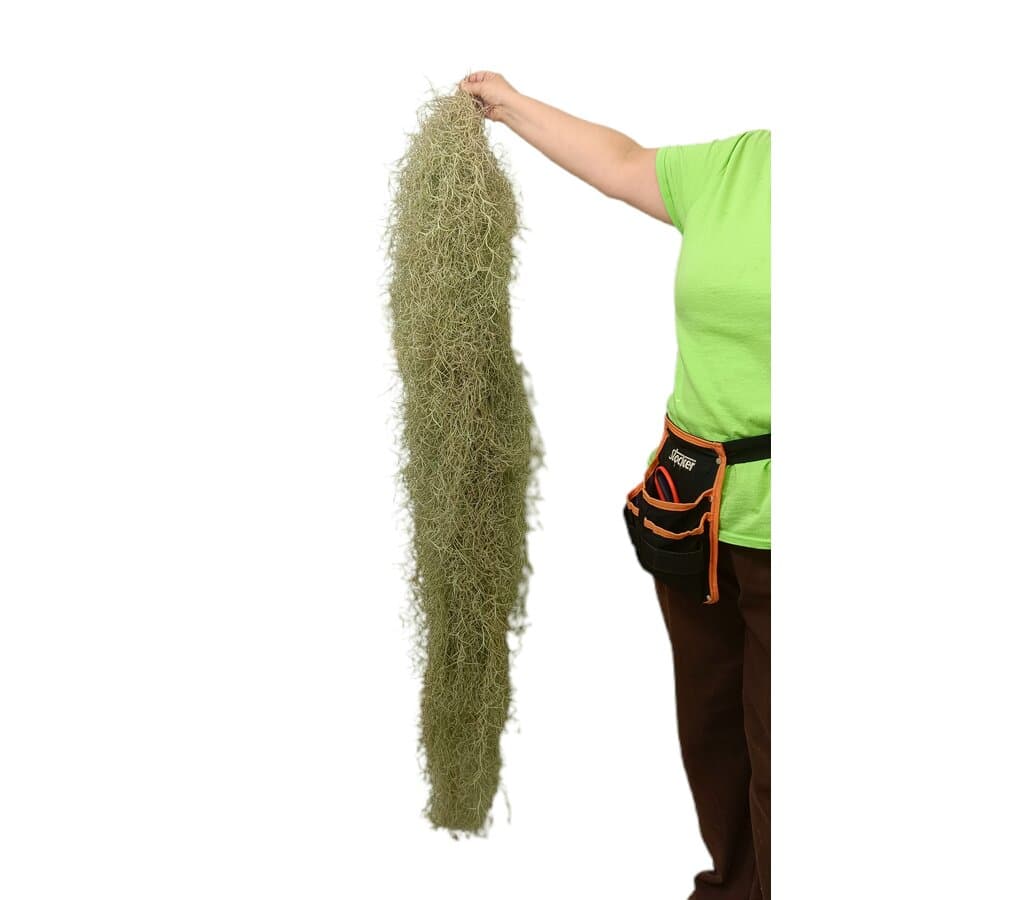 Tillandsia Usneoides Xxxl 140-160cm_0