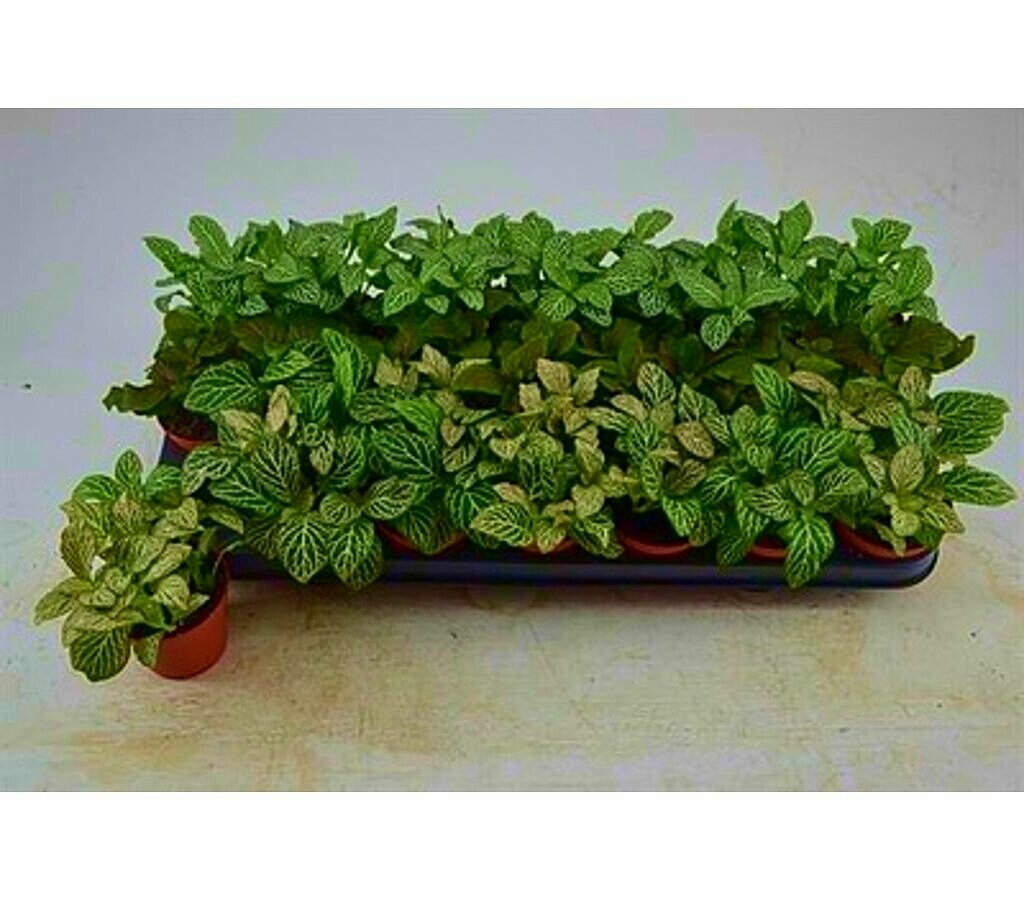 Fittonia Verde M8 20cm_0